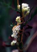 Dodder